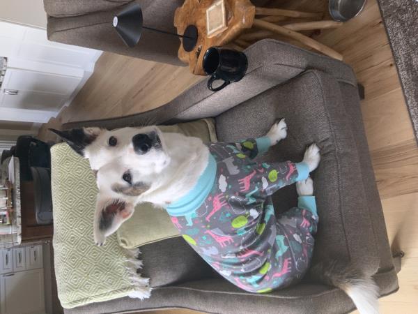 /Images/uploads/Canine Rescue of Central PA Rescue Royalty/CRCPA-rescue-royalty/entries/34173.jpg